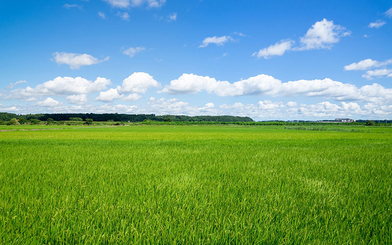 田んぼや畑など農地買取も積極的におこなっています。